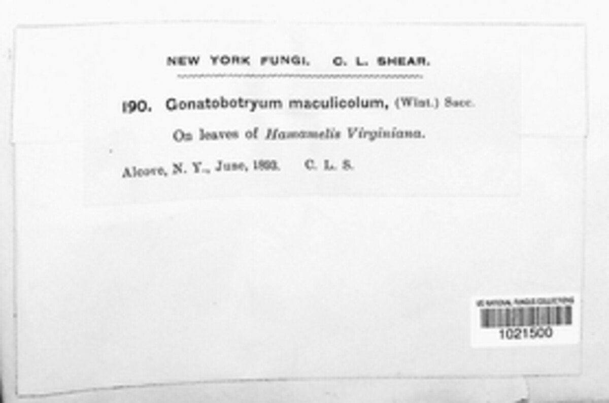 Gonatobotryum maculicola image